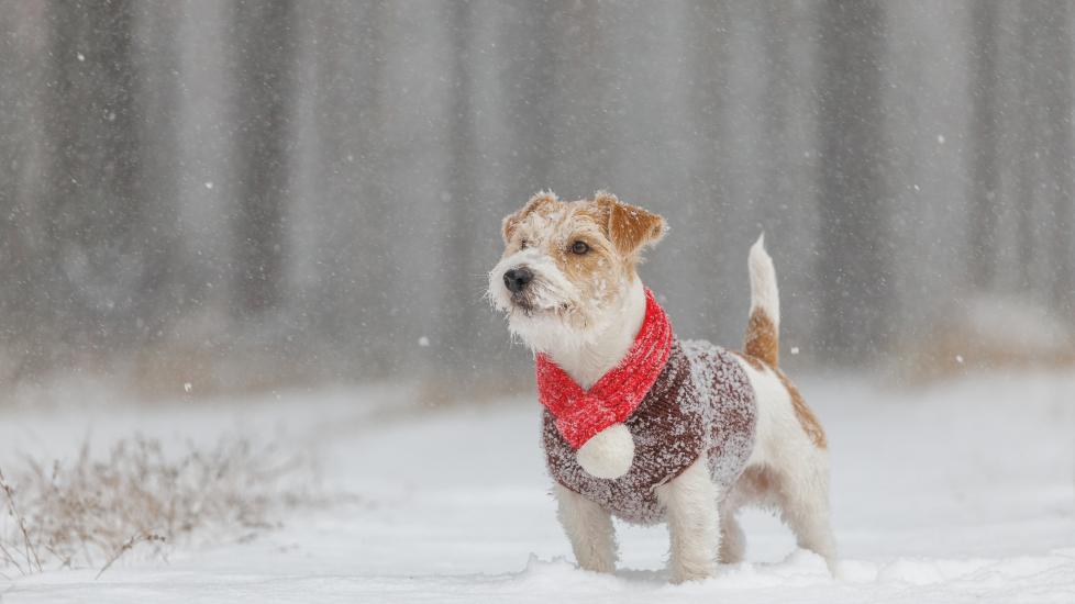 hypothermia in dogs; a dog stands in a snowy field during a snow storm.